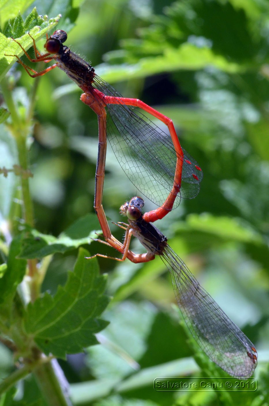 Ceriagrion tenellum coppia